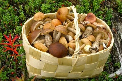 Грибы в берестечко ударение