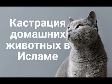 Кастрация отзывы