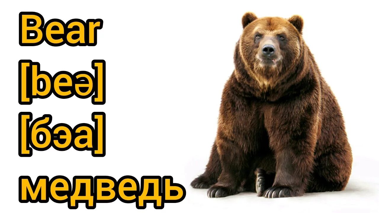 Bear bore born перевод на русский. Медведь по английскому. Медведь карточка на английском. Слово медведь на английском. Медведь на английском с транскрипцией.