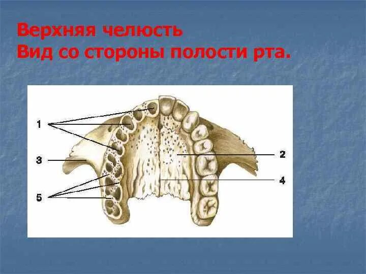 Костная основа полости рта. Небный отросток верхней челюсти. Скелет верхней челюсти. Верхняя челюсти кость нёбо. 1. Небный отросток верхней челюсти.