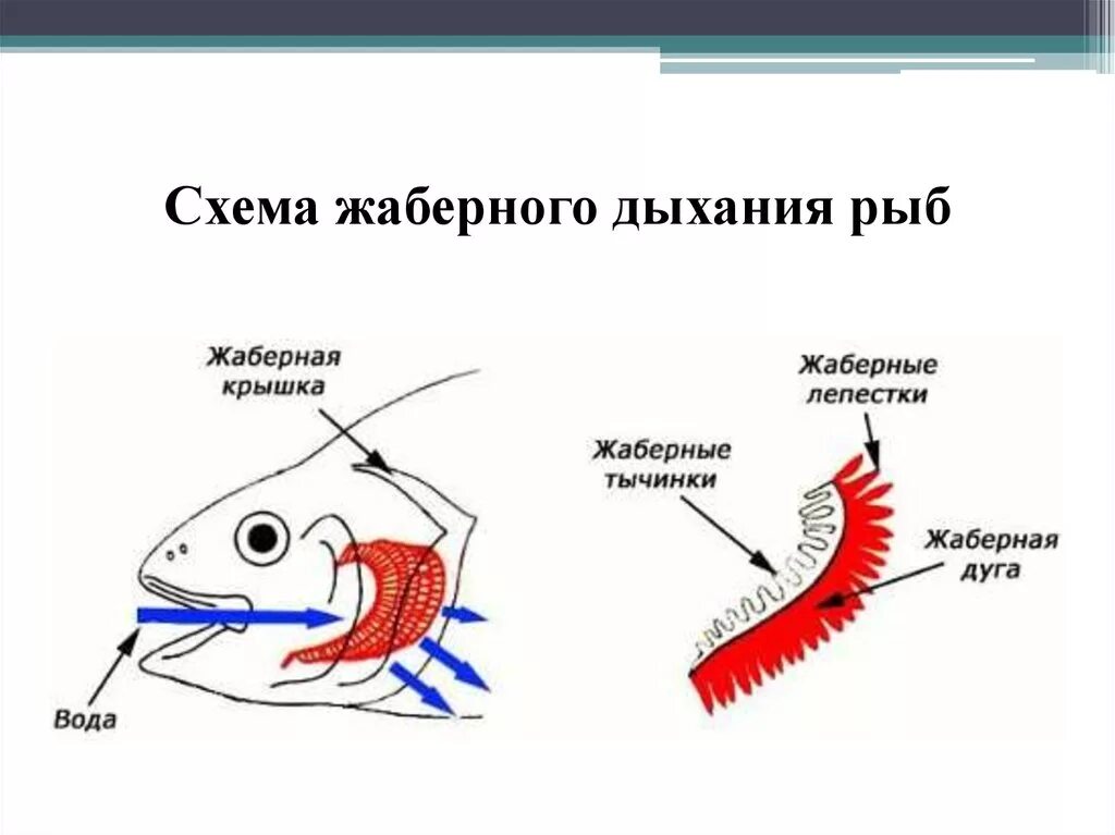 Дыхательная система костистых рыб. Схема жаберного дыхания рыб. Схема жаберного аппарата костистой рыбы. Дыхательная система хрящевых рыб схема. Дыхание рыб в воде