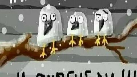 Грачи прилетели и охренели