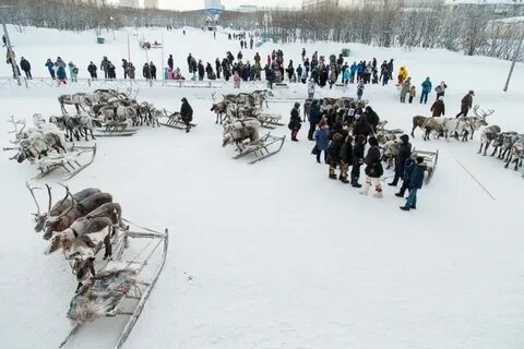 День оленевода воркута