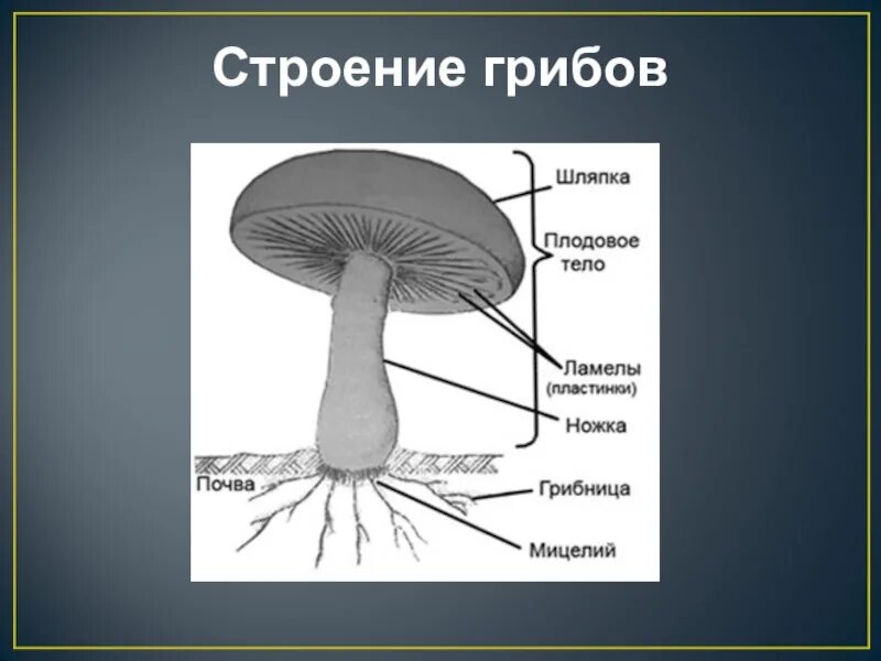 Мицелий шляпочных грибов. Строение грибницы мицелия. Строение многоклеточного гриба. Грибы части шляпочного гриба. Строение гриба с грибницей.