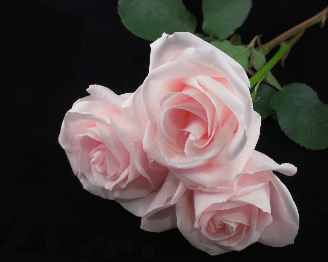 Розы 3 цветка. Розовые розы. Темно розовые розы. Бледные розы.