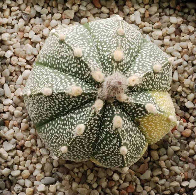 Astrophytum asterias. Astrophytum asterias звездообразный. asterias variegata. астрофитум астериас годзилла. астрофитум астериас вариегатный.
