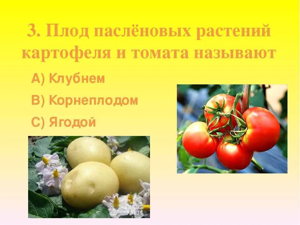 Плод картофеля и томата