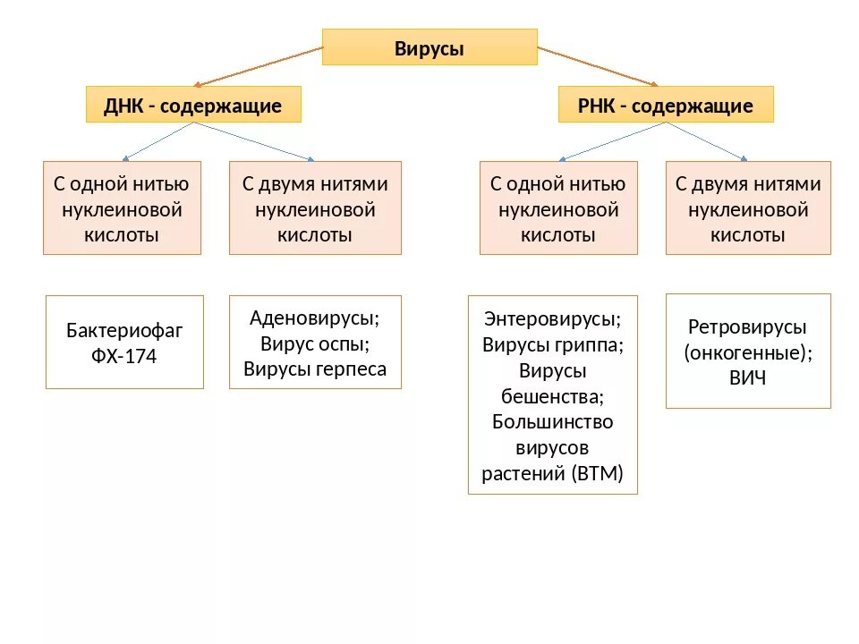 Вирусы ДНК И РНК содержащие таблица. Вирусы днкмодержащие и РНКСОДЕРЖАЩИЕ. Вирусы ДНК И РНК содержащие схема. Вирусы ДНК содержащие и РНК содержащие.