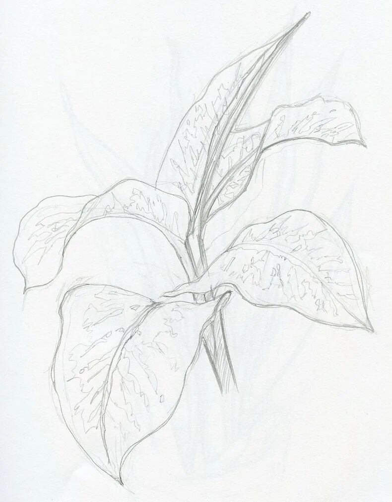 цветы карандашом. цветы карандашом. рисунки для срисовки цветы. цветы для срисовки. рисунки растений легкие карандашом.