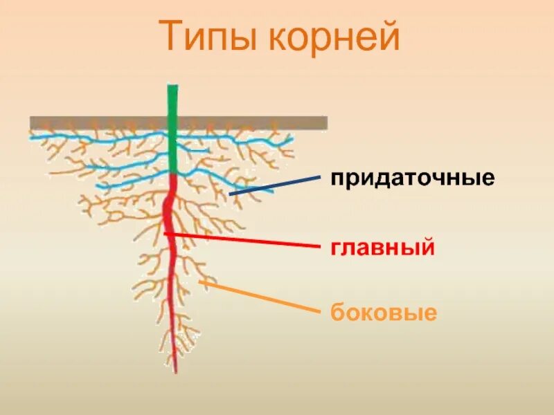 Придаточные боковые и главный корень. Типы корневых систем.