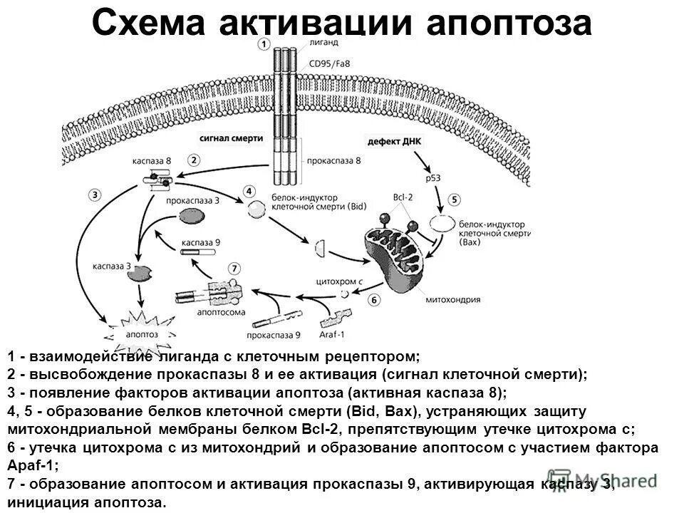 Содержит ферменты осуществляющие апоптоз