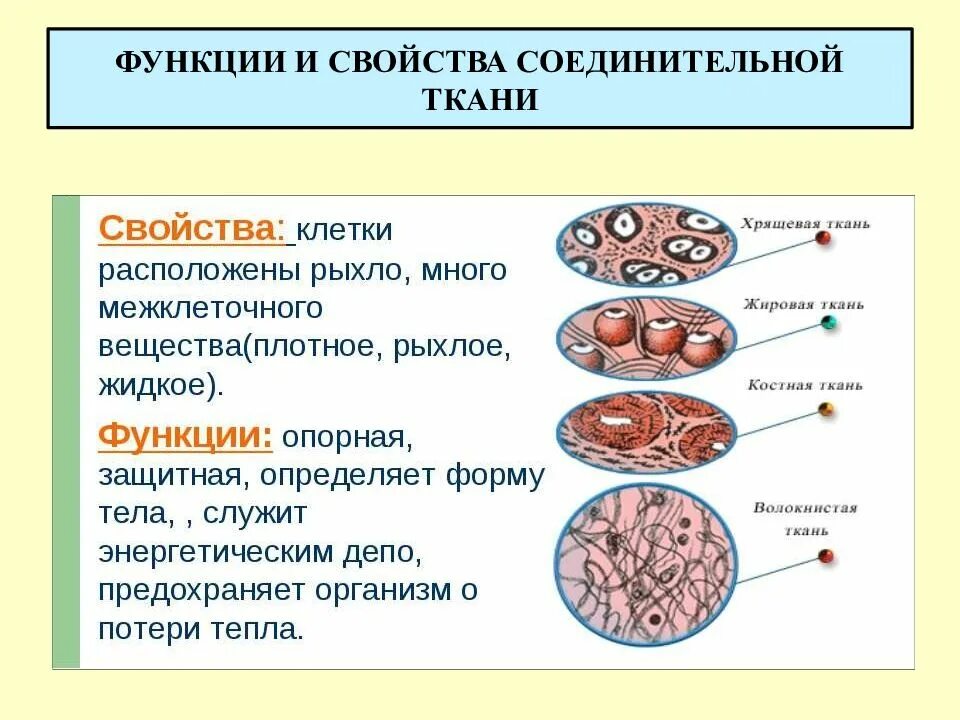 Участвует в образовании кожи выполняет трофическую функцию