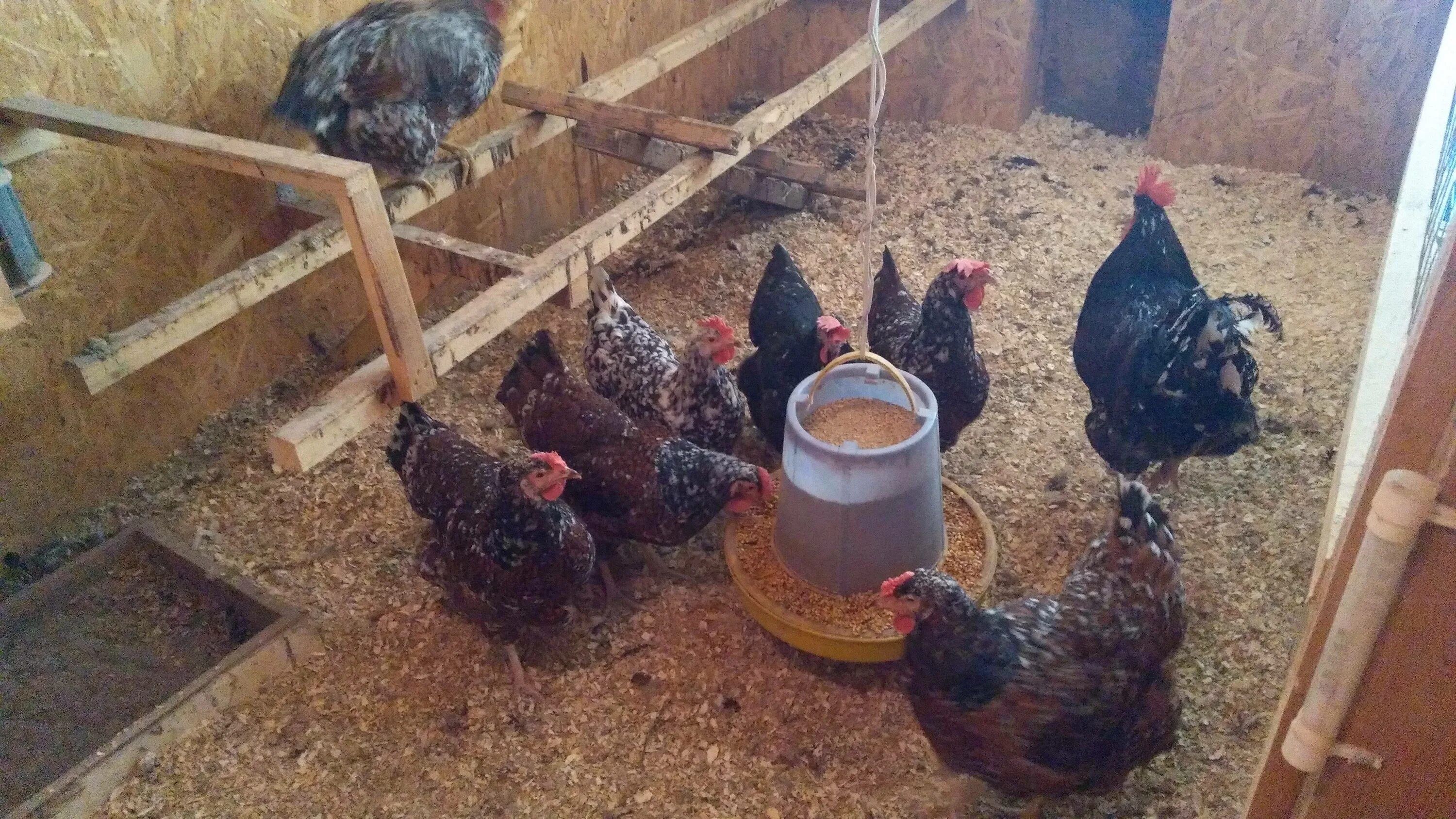 Когда несутся куры несушки. Куры несушки в возрасте двух месяцев. Яйца в курятнике. Когда молодки начинают нестись. Когда цыплята начинают нестись.