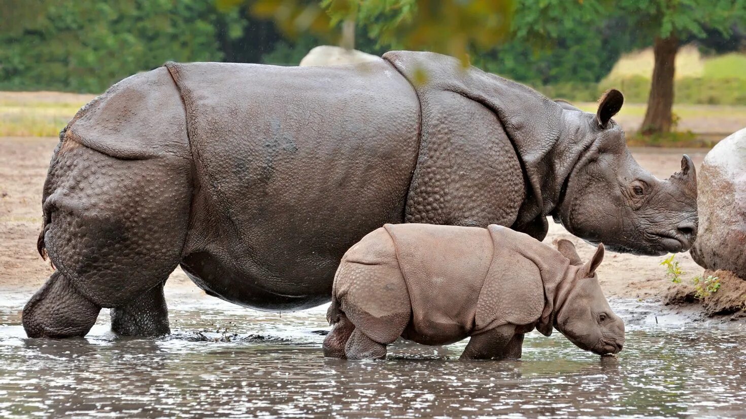 Elephant rhino. Яванский носорог. Индийский носорог (Rhinoceros unicornis). Носорог яванский Индонезия. Индийский и яванский носорог.