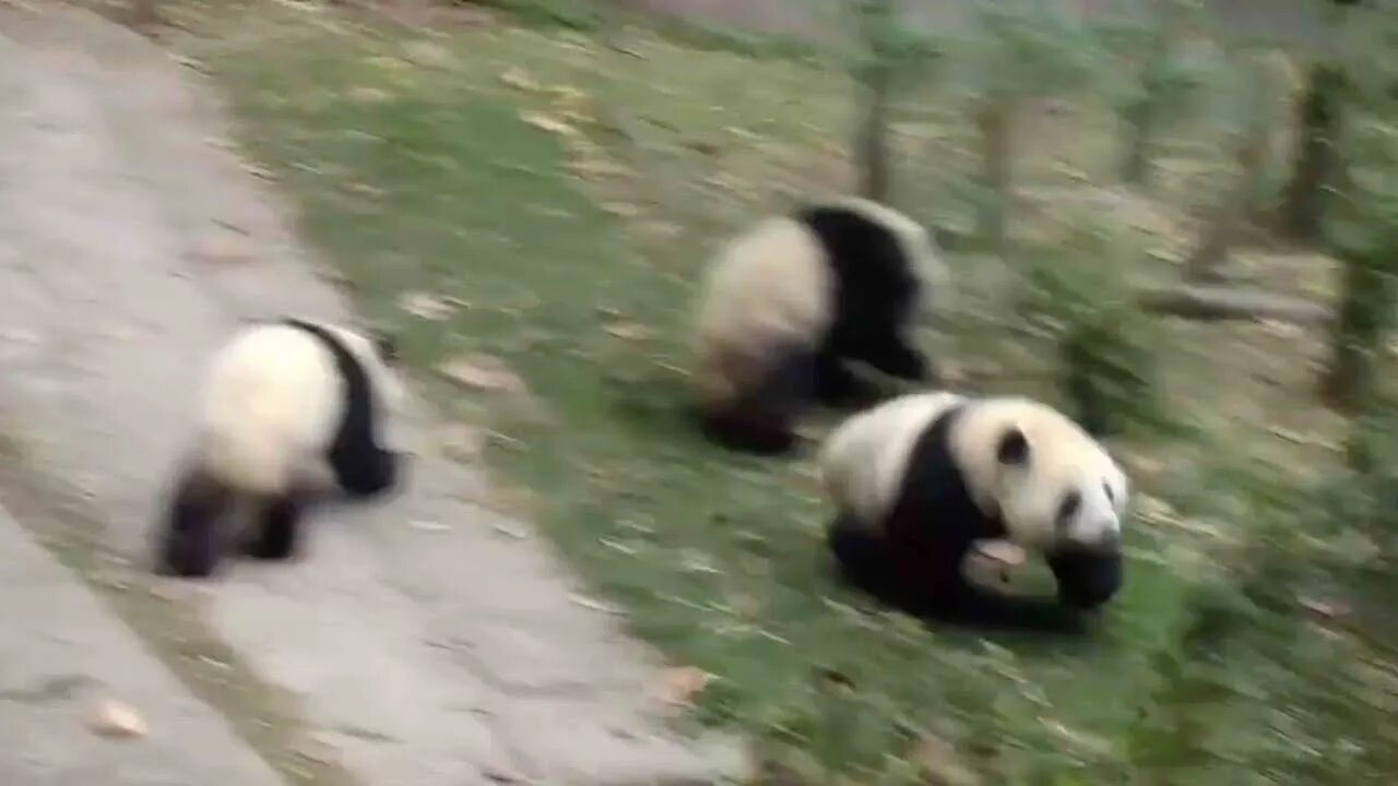 Pandas top