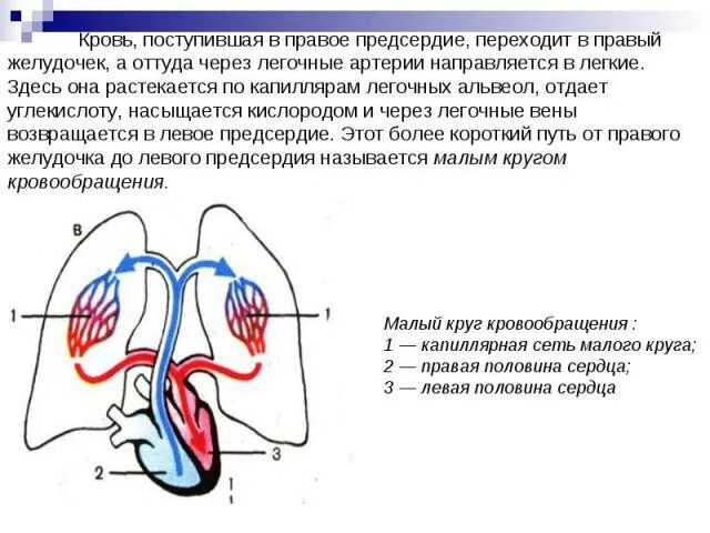 В легкие млекопитающих поступает кровь