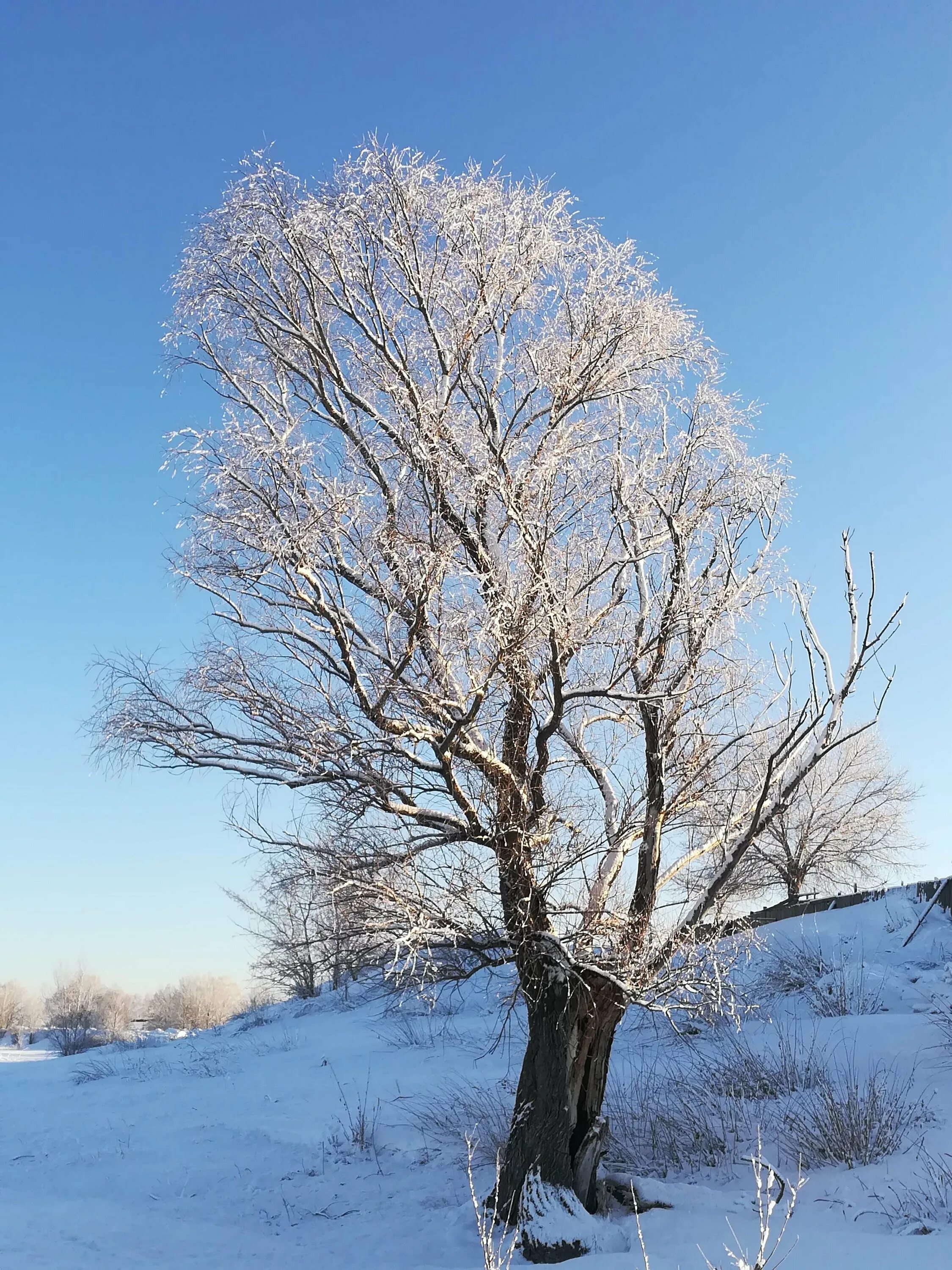 Тополь зимой. Заснеженный тополь. Пирамидальные тополя зима. Деревья зимой без листьев. Тополь зимой.