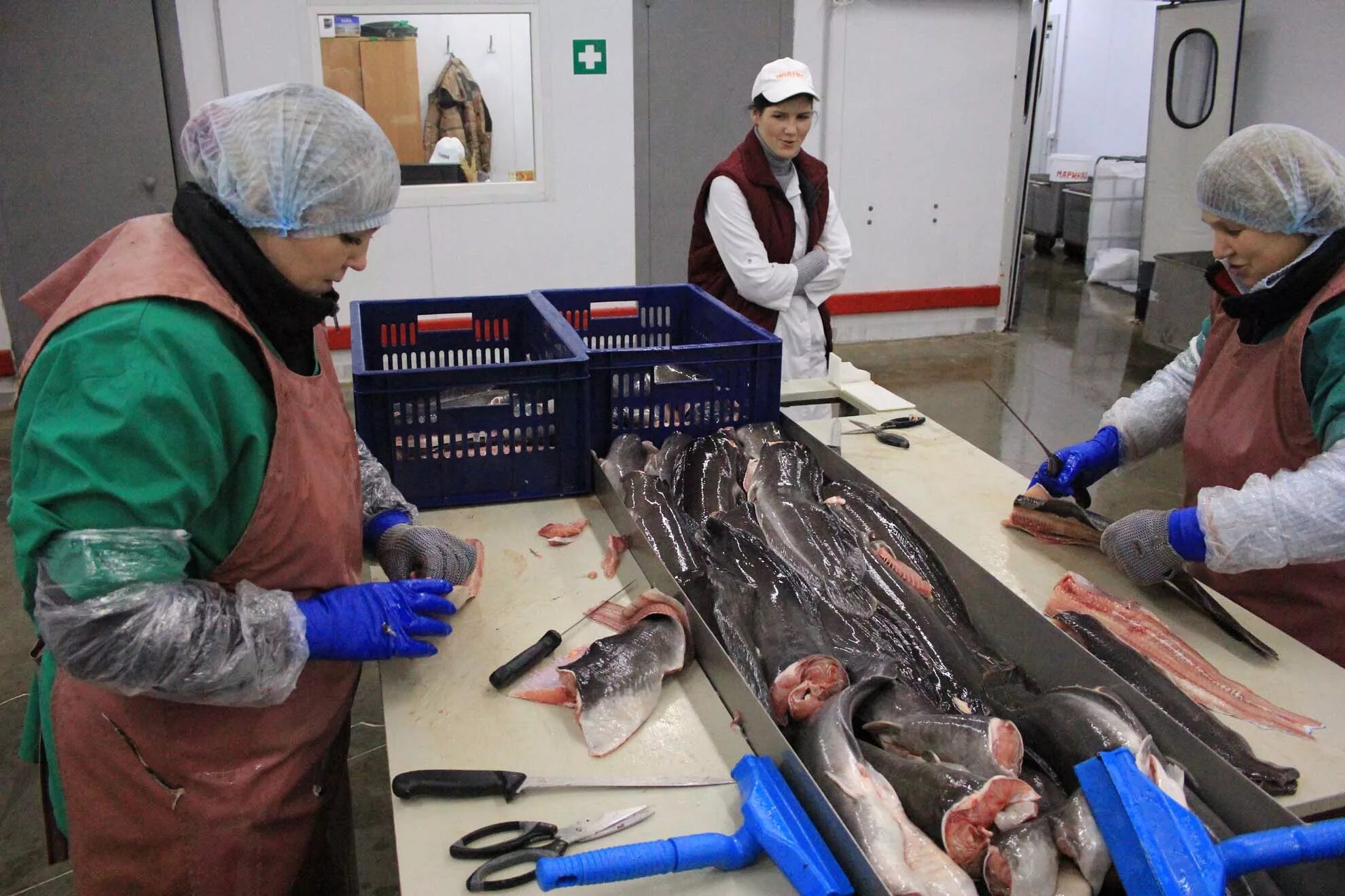 цех по переработке рыбы. рыбзавод ворсино. производство рыбы. цех по переработке рыбы. рыбоперерабатывающий мини цех.
