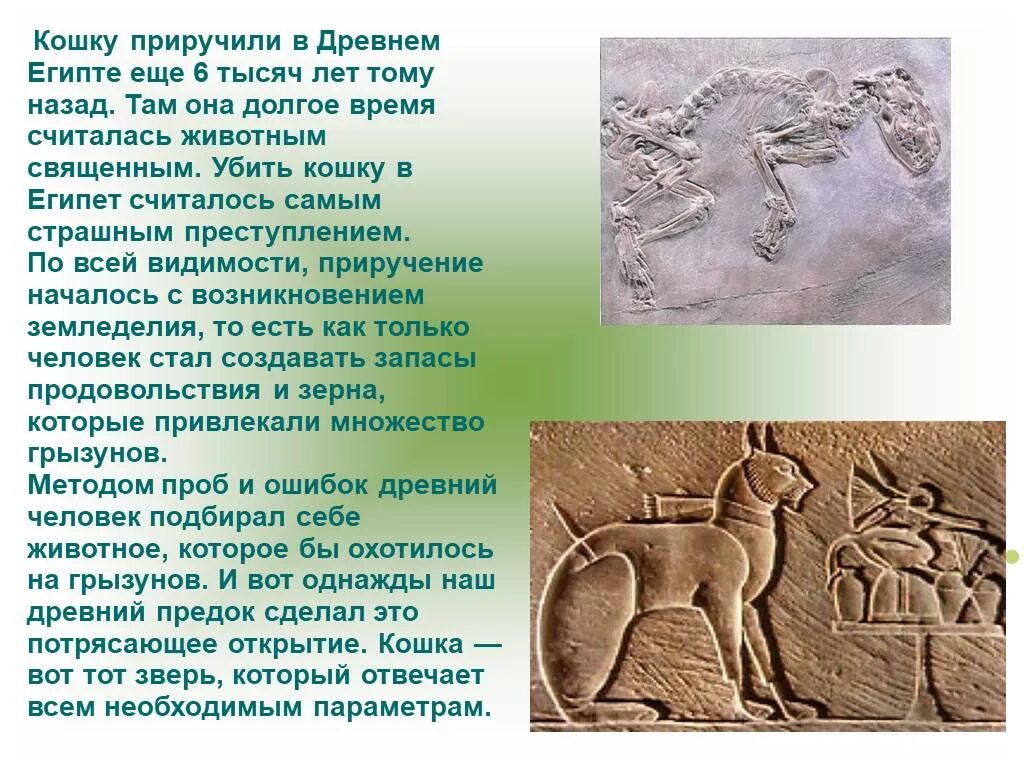 Рина зеленая приключения буратино. Черепаха тортила римма зеленая. Буратино фильм тортилла. Рассказ про сахар. Рина зелёная черепаха тортилла и буратино.