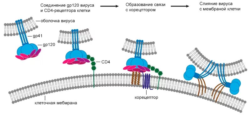 Адсорбция вируса. Вирус иммунодефицита человека адсорбируется на клеточном рецепторе. Рецепторы на мембране клетки. Слияние мембран клеток.