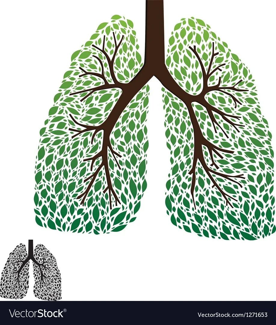 Легкие в виде дерева. Чистые легкие.