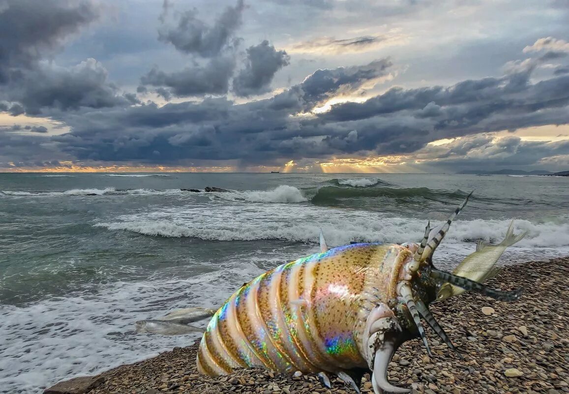 Опасное море. Что опасного в черном море. Ядовитое море. Море опасно.