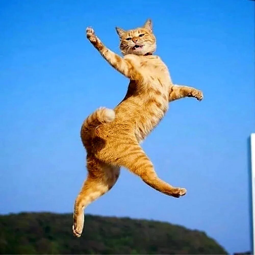 Скачущие коты. Кошка прыгает. летающий кот. коты танцуют. танцующие коты.