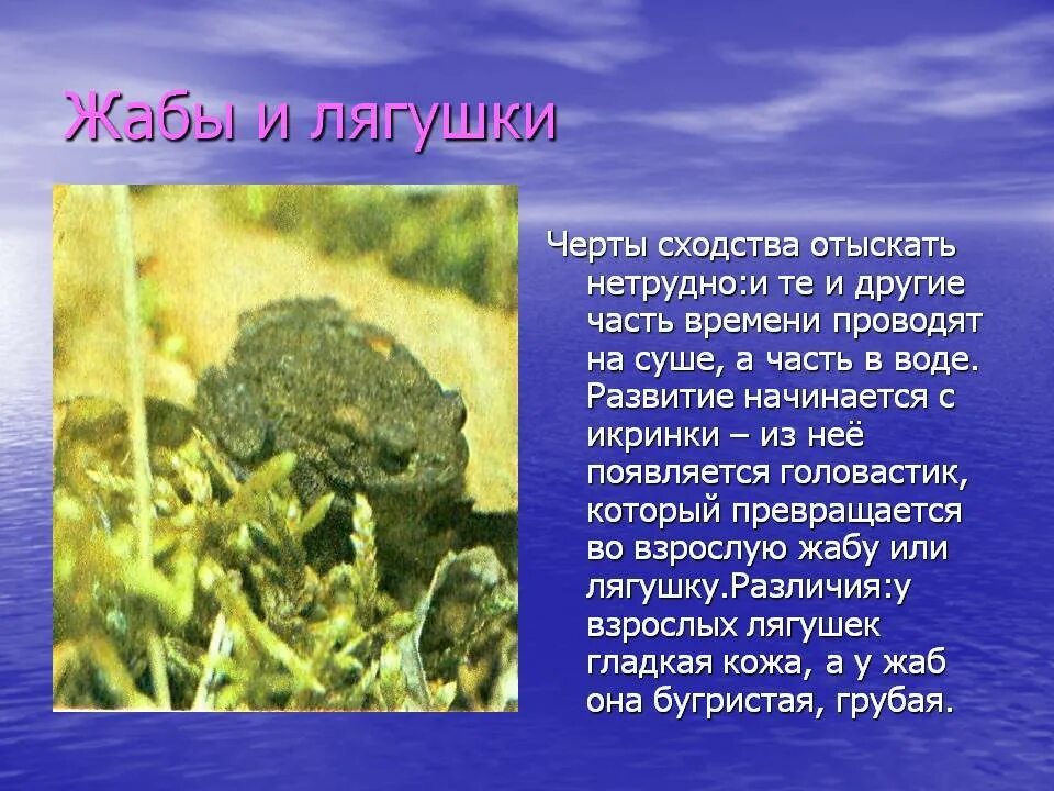 Различия лягушки и жабы 2 класс окружающий. Сходство лягушки и жабы. сходство и различие лягушки и жабы. сходстов лягушки и жаб. сходства лягешек и жабы.