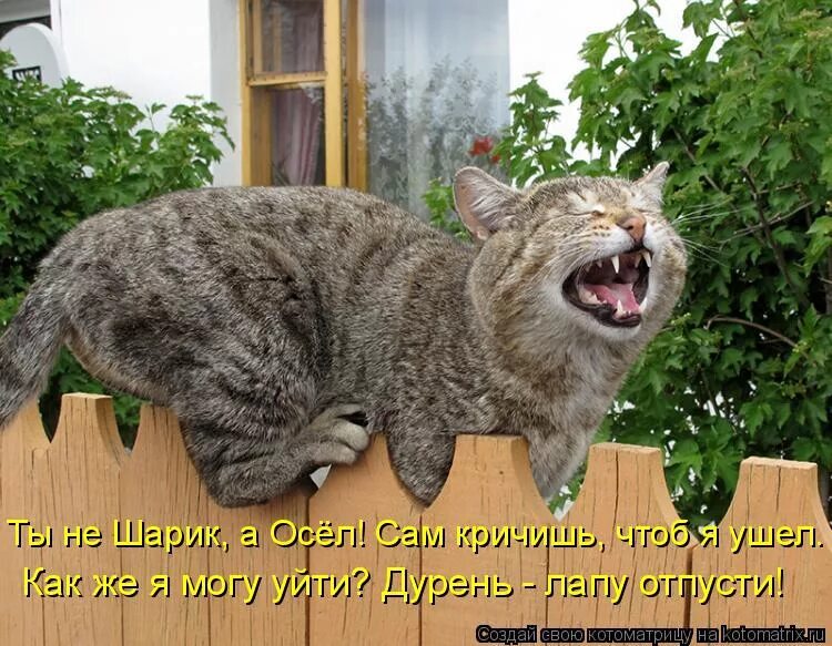 Я не говорю пока. Я не говорю пока. Скоро увидимся мем. Мизантроп. Я не говорю пока.