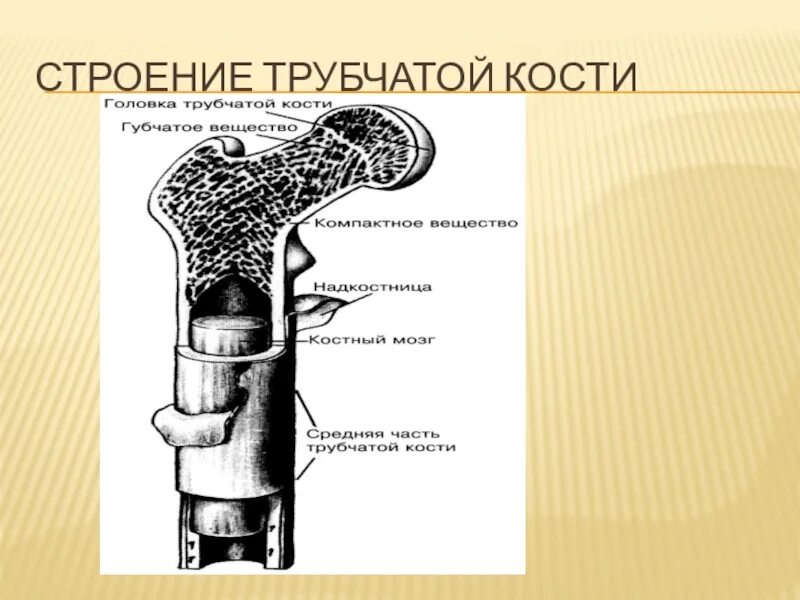 Части трубчатой кости. Рисунок 13 строение трубчатой кости. Схема строения трубчатой кости животного. Рис 14 строение трубчатой кости. Строение головки трубчатой кости.