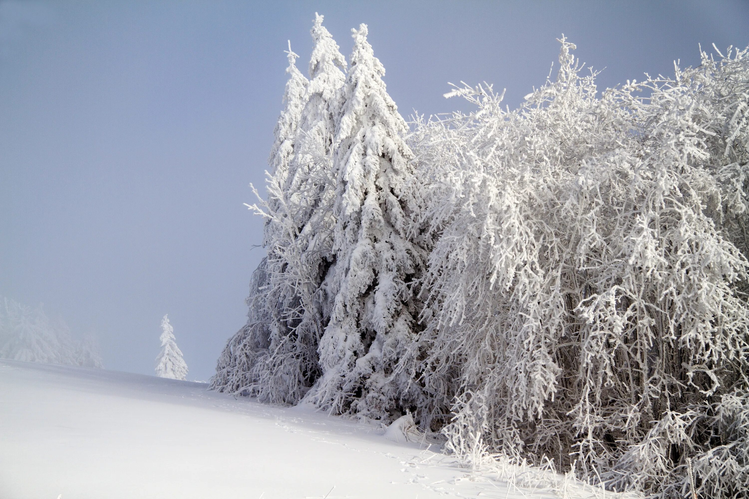 Где морозы и ели. Снежные деревья. Зимний лес. Деревья в снегу. Зима снег.