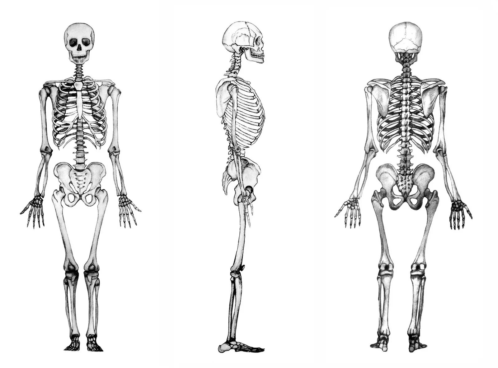 Скелет человека профиль и анфас. Скелет человека профиль в полный рост. Анатомия в профиль скелет.