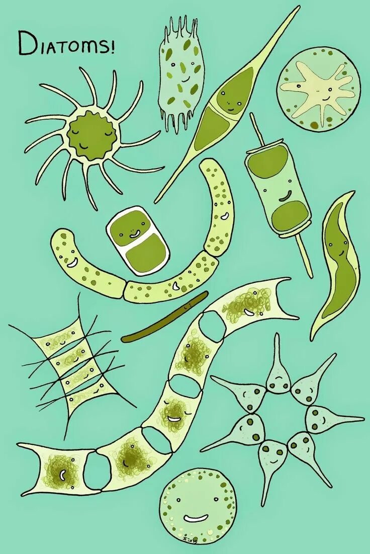 Планктон водоросли. Планктон и фитопланктон. Фитопланктон водоросли. Фитопланктон диатомовые водоросли. Планктонные бактерии.
