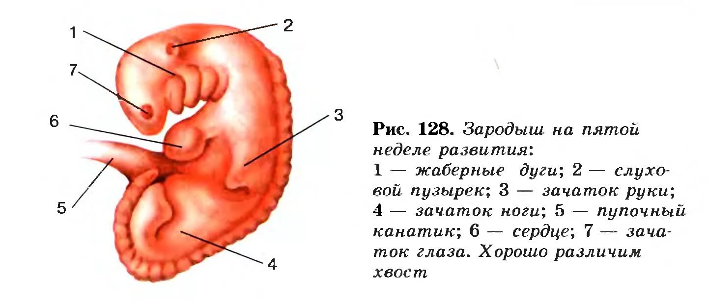Беременность и роды 8 класс биология. Зародыш на 5 неделе развития. Жаберные щели у эмбриона человека. Стадии развития эмбриона человека жабры. У зародыша человека есть жабры.