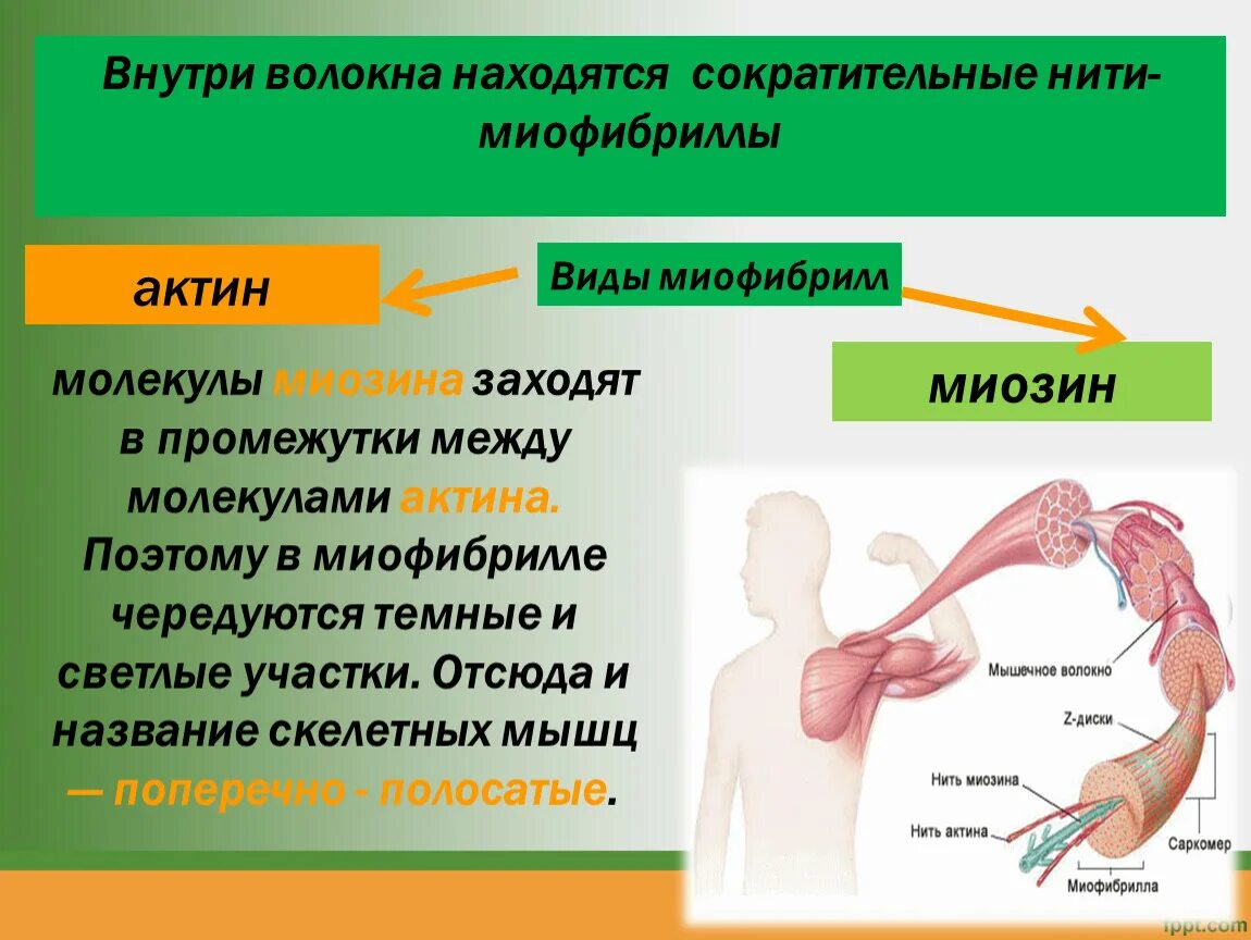 Актин и миозин функции. Миозин функция в организме. Функции белков актина и миозина. Строение мышцы актин и миозин. Миозин мышечной ткани