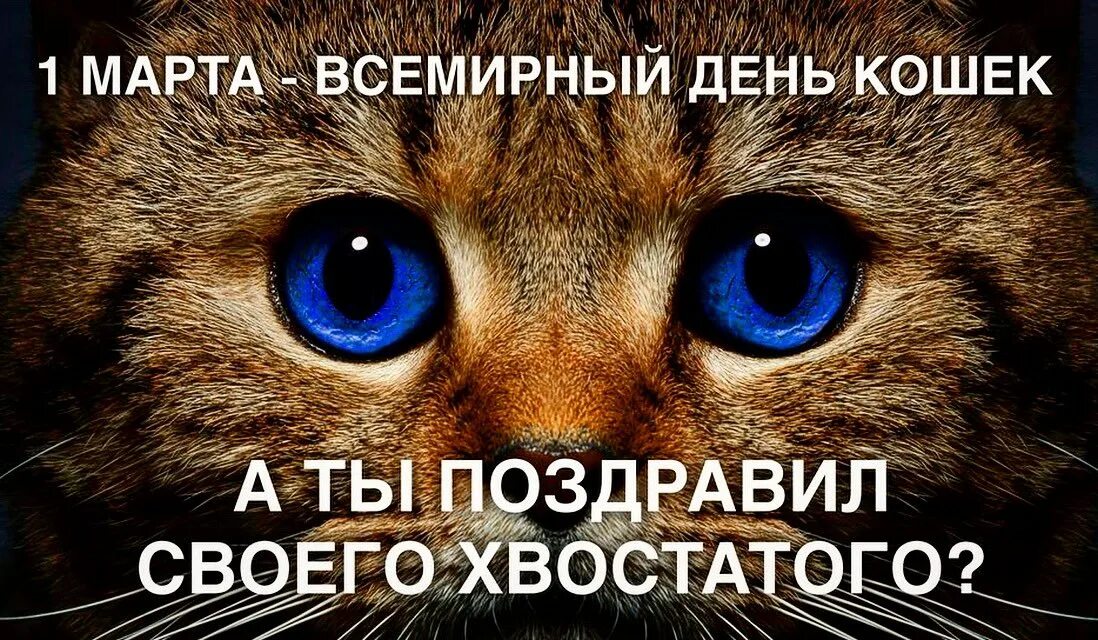 День котиков в россии. Всемирный день кошек. 1 Марты Всемирный день клше. 1тмарта Всемирный день кошек.