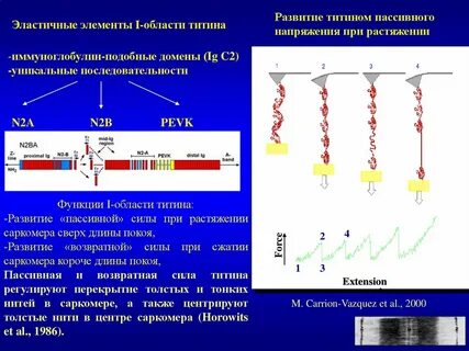 Развитие 2000