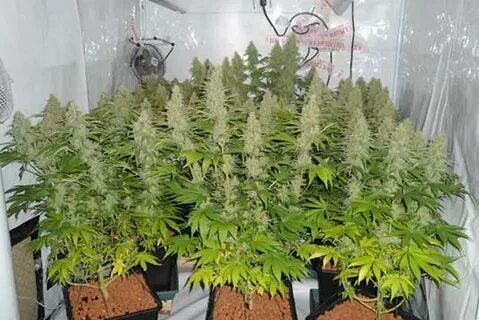 Pure plant