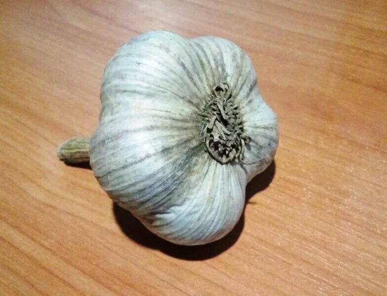 Sell garlic for planting varieties of Lyubasha Duchess, Sofas - Buy on www.bizat