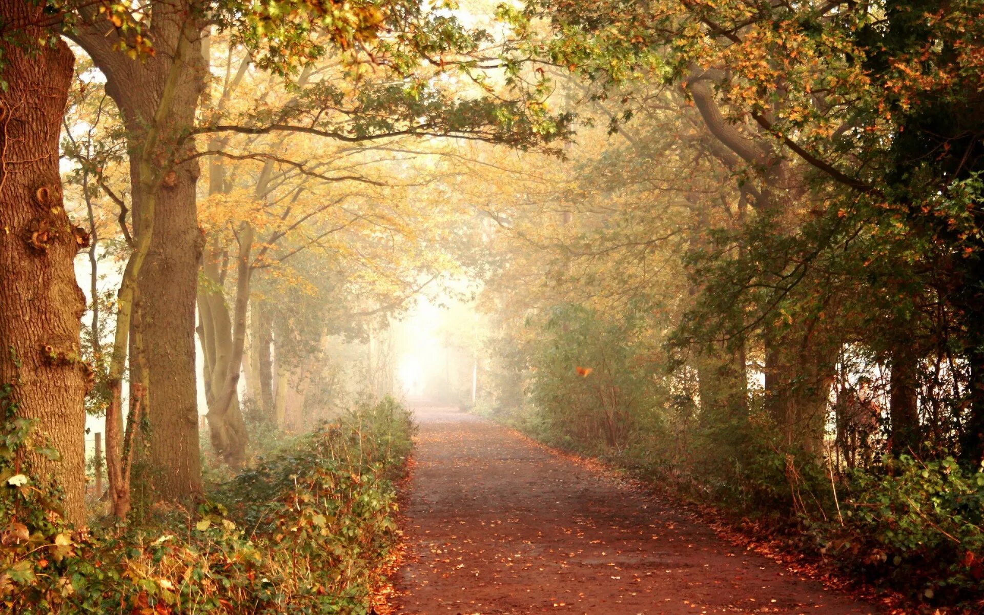 Слайд парк. Осень парк аллея. Осень дорога в парке. Осенняя тропинка. Пейзаж в перспективе.