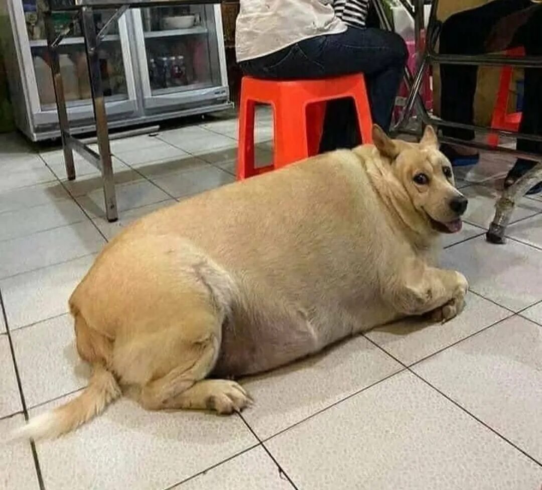 Толстая маленькая собака. Собака лабрадор толстый. Толстая собака. Самая толстая собака. Самая толстая собака в мире.