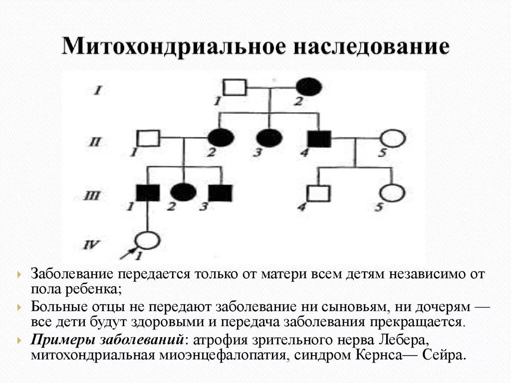 Днк наследственные признаки. Родословная с митохондриальным типом наследования. Материнский Тип наследования митохондриальных заболеваний. Митохондриальный Тип наследования. Митохондриальное наследование особенности наследования.