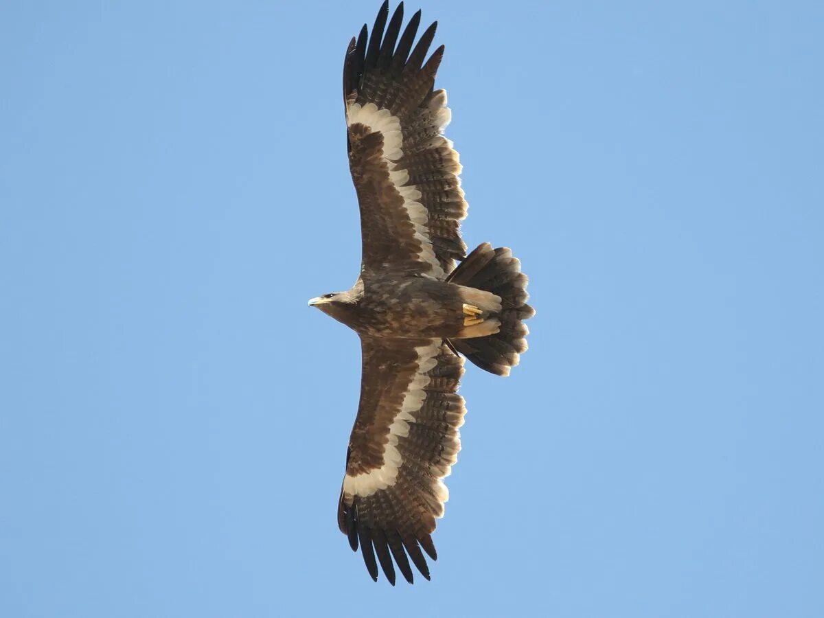 Орел крошка. Степной Орел. Степной орёл (Aquila nipalensis. Крымский Степной Орел. Калмыцкий Степной Орел.