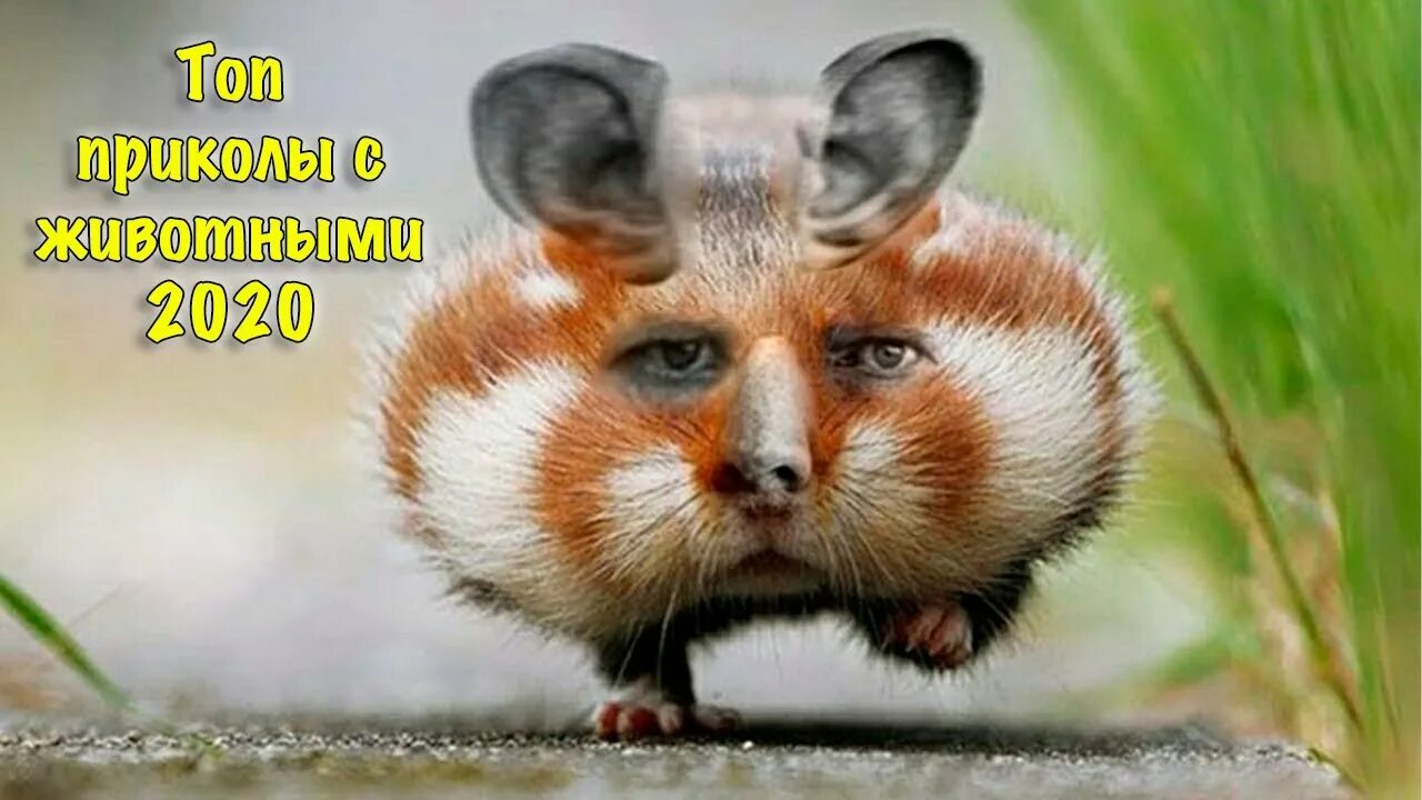 Про животных 2025