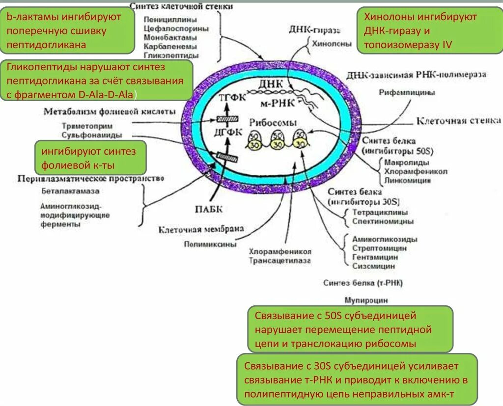 Нарушает синтез белка. Механизм действия антибиотиков нарушающих Синтез белка. Синтез компонентов клеточной стенки спирохет ингибируют. Антибиотике ингибирующие Синтез РНК. Ингибиторы клеточной стенки антибиотики.