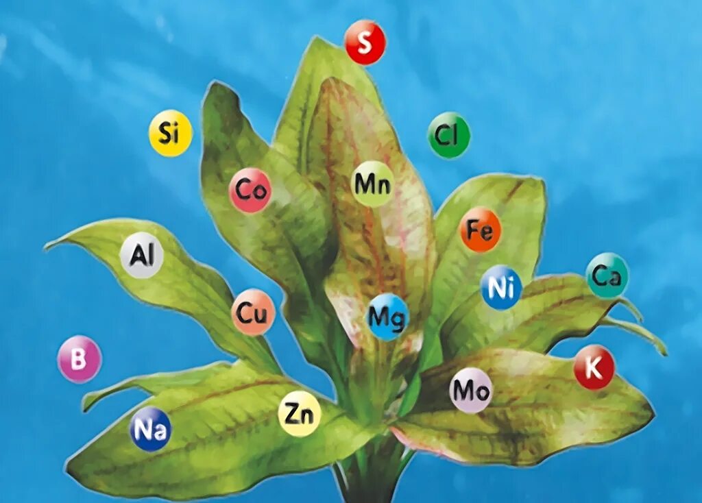 Роль элементов в растениях. Растения и Минеральные элементы. Минеральные вещества для растений. Питательные вещества для растений. Микроэлементы для растений.