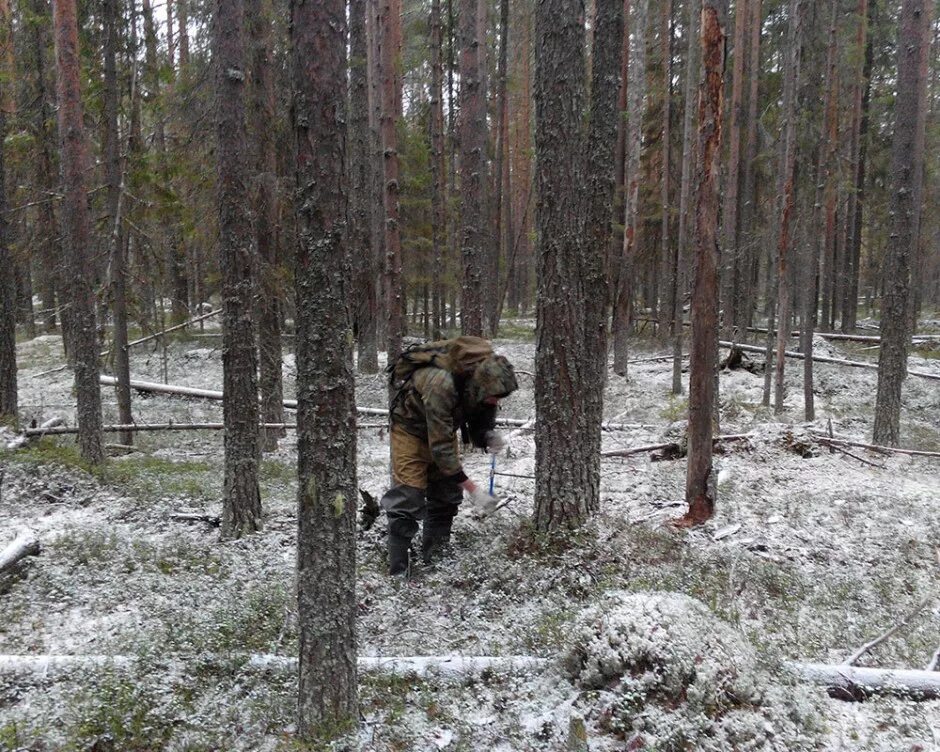 осмотр лесного участка