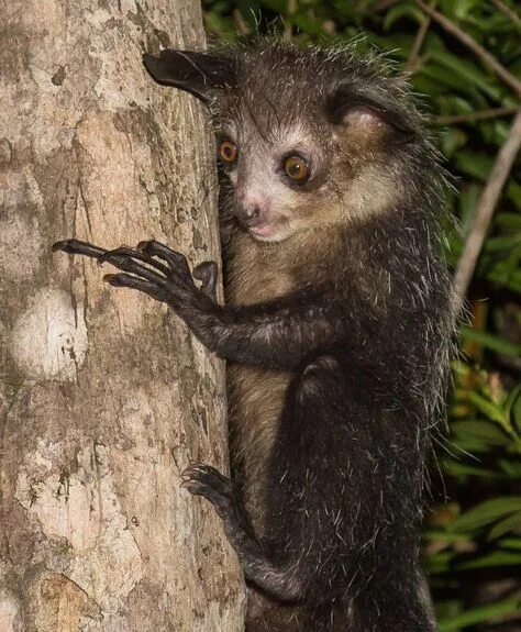 Zooborns, Aye aye, Endangered animals