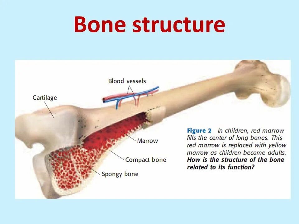 Hard bone