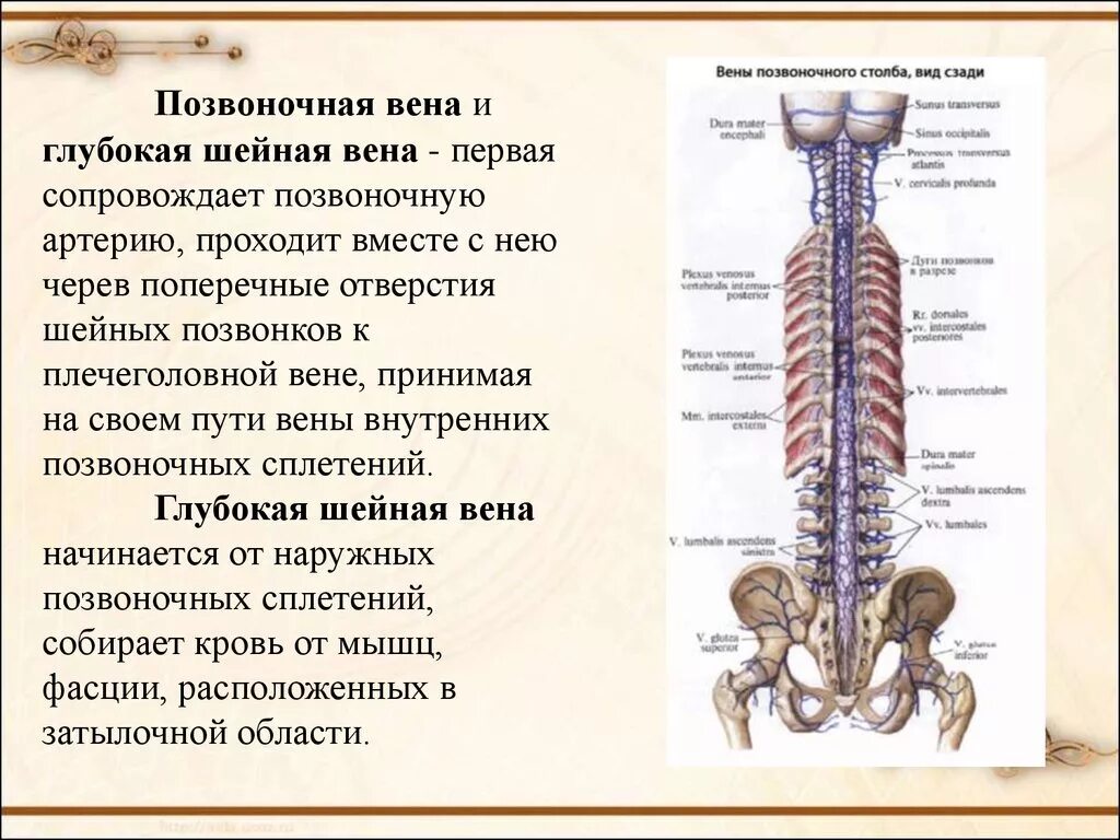 Схема кровоснабжения позвоночника. Наружное и внутреннее позвоночное сплетение. Венозная система позвоночника. Внутреннее позвоночное венозное сплетение на латинском. Венозное сплетение позвоночника.